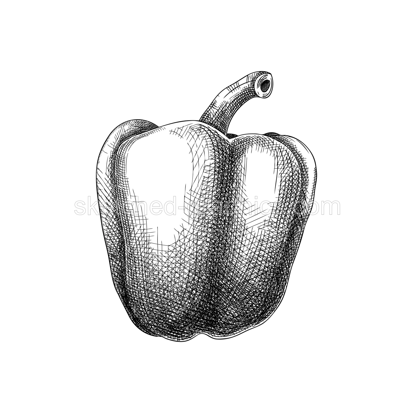 Fresh bell pepper sketch. Hand-sketched Vegetable illustration. Healthy food plant. Vector drawing of raw cultivated sweet pepper. Capsicum for grocery, markets, packaging, recipes, menus design. Illustration